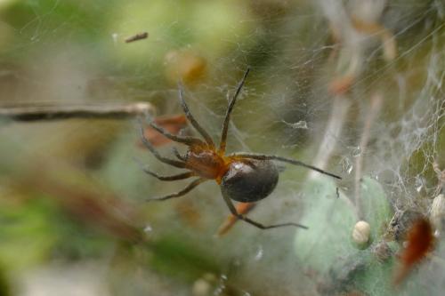 Agelena labyrinthica